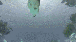 A Corgi swiming