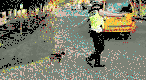 Police man protects and respect the cat on a busy