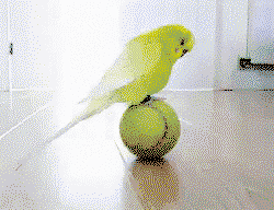 Parrot is playing alone