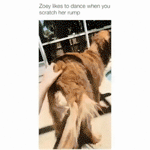 Doggo has the dance moves