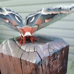 Cecropia Moth the largest Moth species in North America