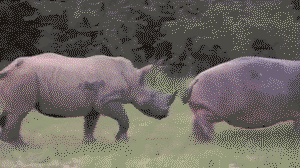 Hippo vs Rhino Amazing Fight