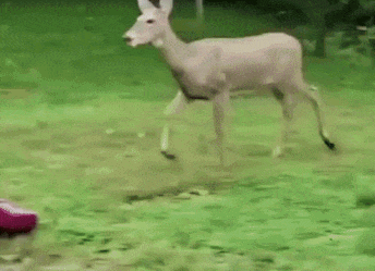 deer:  *walking away like nothing happend*