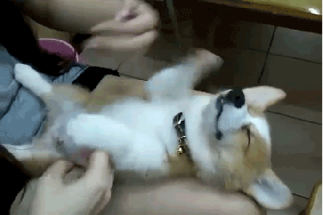 Adorable corgi puppy doesn't want to wake up