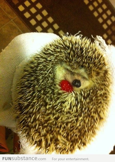 Just a hedgehog with a raspberry