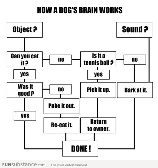 How a dog's brain works