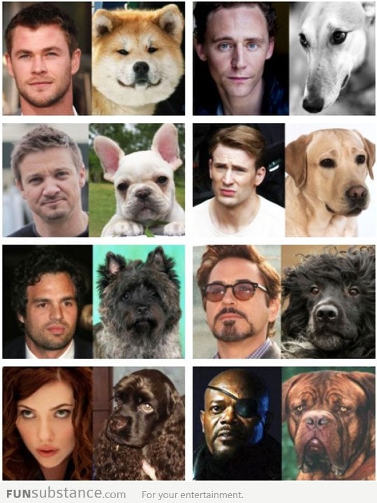 Dogs That Look Like The Avengers...