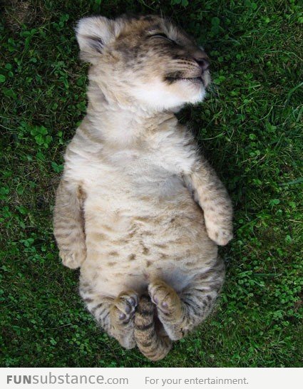 Tickle My Belly Please