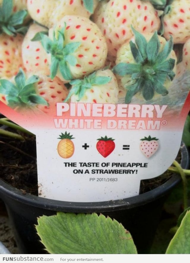 Pineberry White Dream