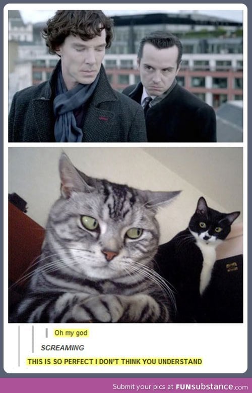 Cats reenacting Sherlock and Moriarty.