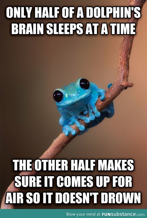 Small fact frog on dolphins