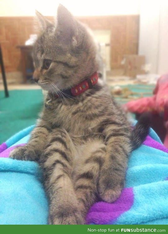 This cat sits like a lady
