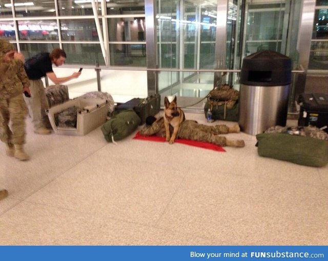 Military dog "protecting" soldier. Pretty sweet pic