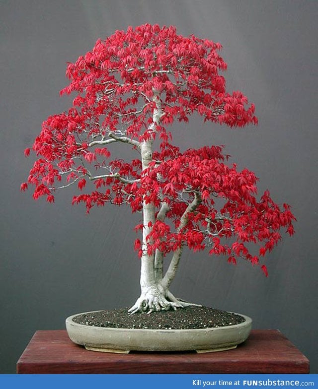 Japanese Maple bonsai