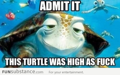 This turtle was high