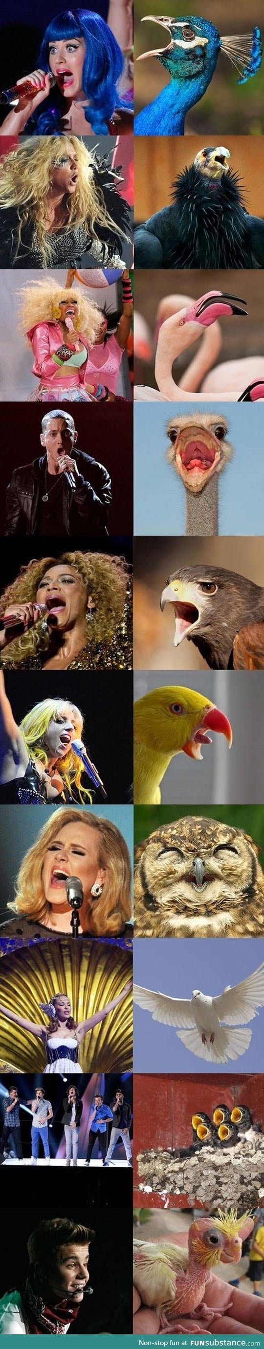 If popstars were birds