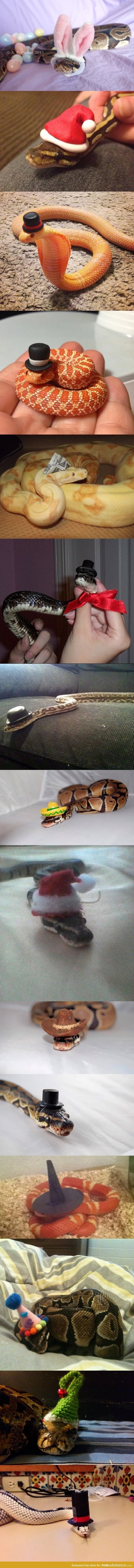 Snakes with hats