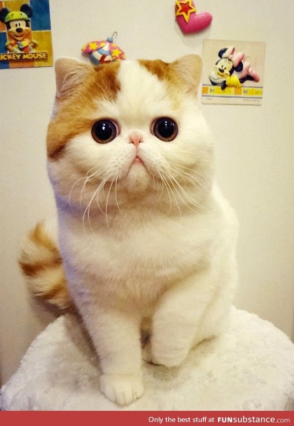 Snoopy the exotic shorthair cat