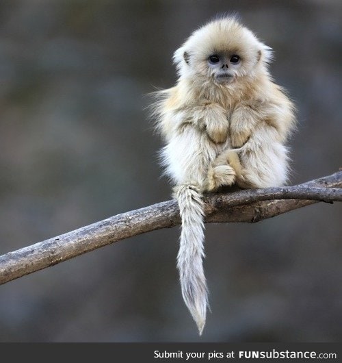 Adorable little monkey