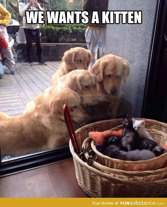 Everyone finds kittens cute