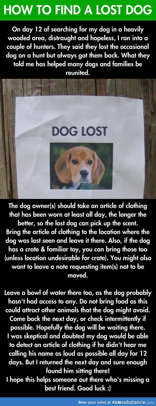 If you lost your dog this is going to help you