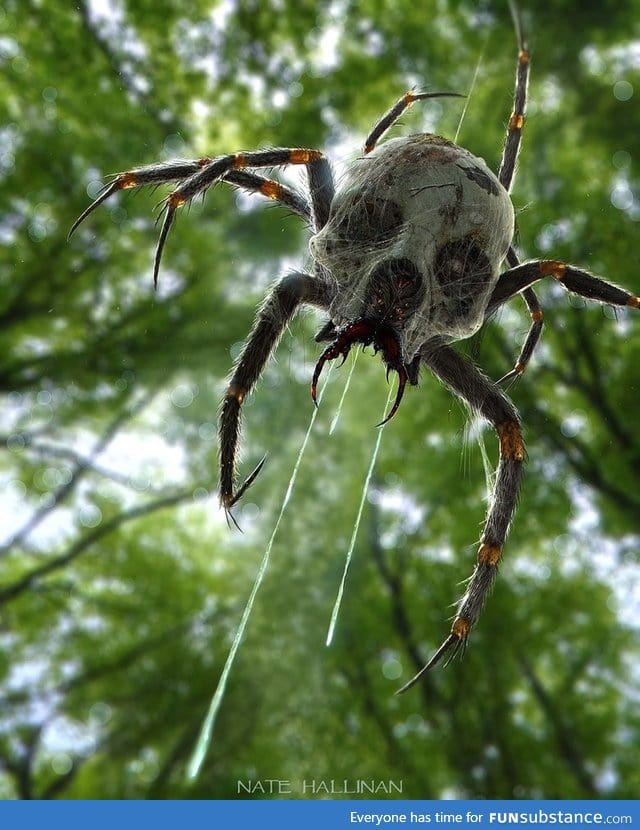 Skull spider