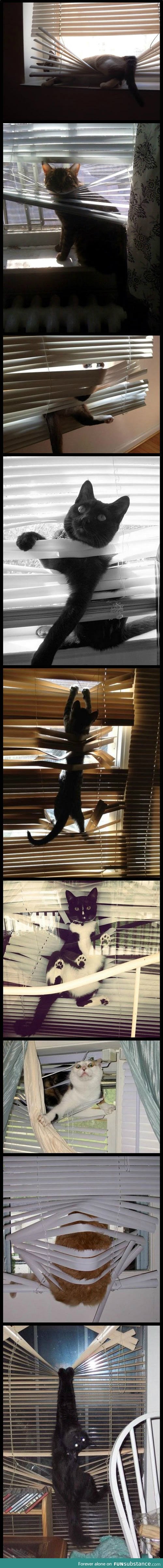Cat and blinds