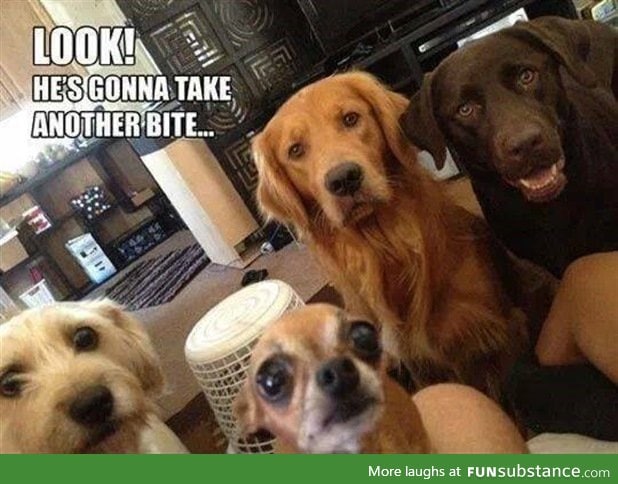 Dog owners get to be celebrities every meal time