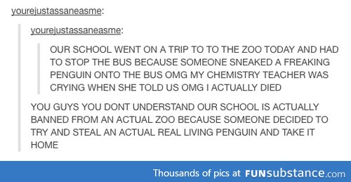 awwww the lil penguin