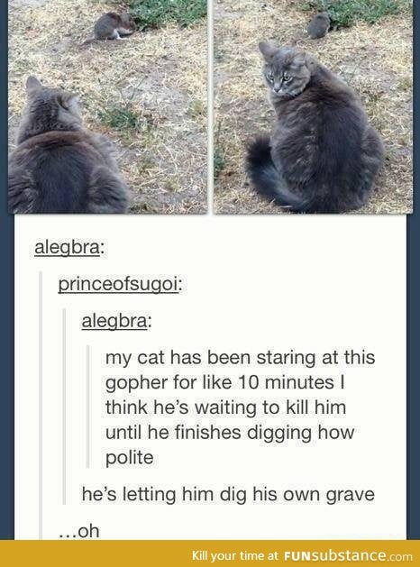 And that's a cat for you