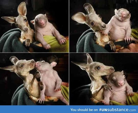 Baby kangaroo and baby wombat are friends