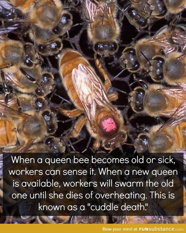 Killing the Queen Bee