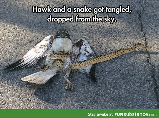 Hawk vs. Snake