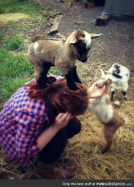 Baby goat conquers human