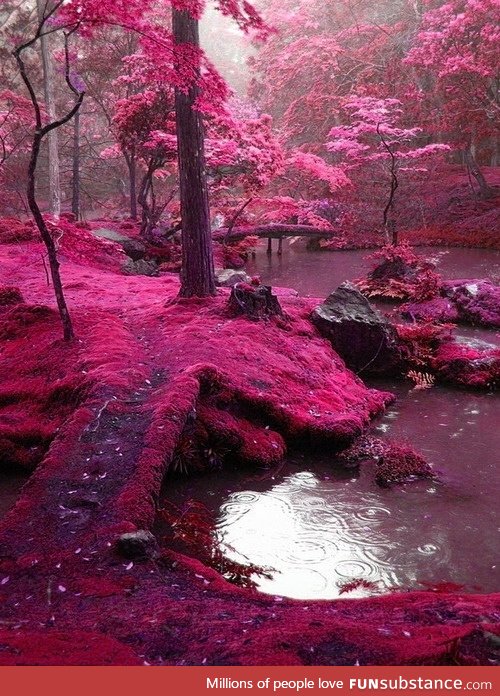 Pink moss bridges, ireland