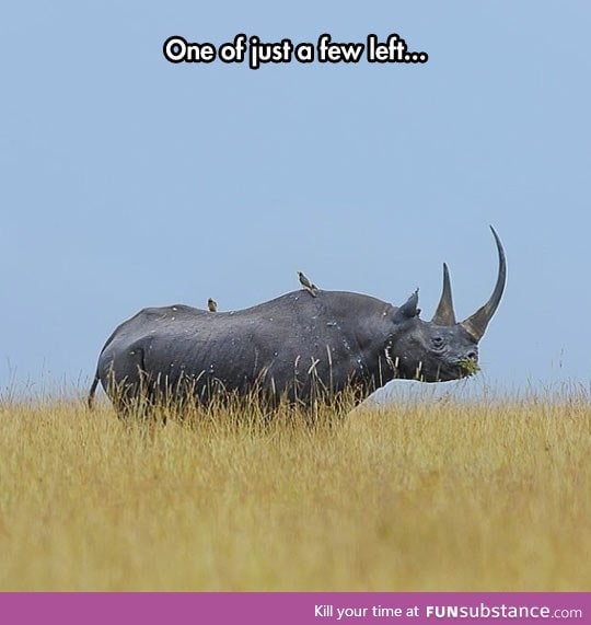 A majestic black rhino