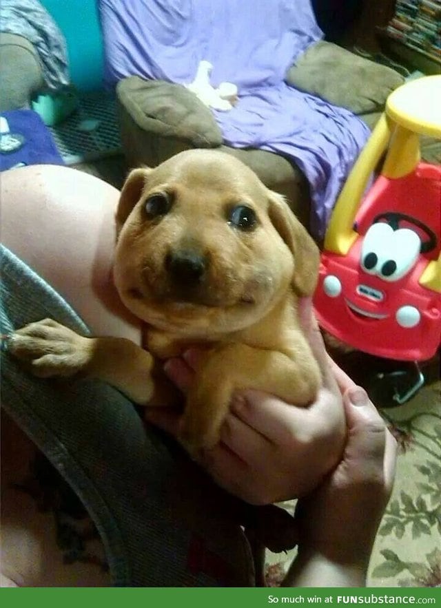 Poor puppy ate a bee