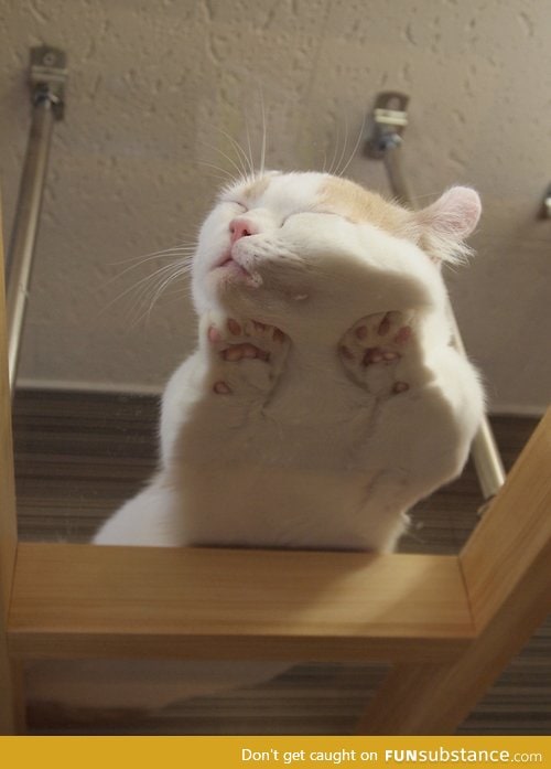 This cat sleeping on a glass table