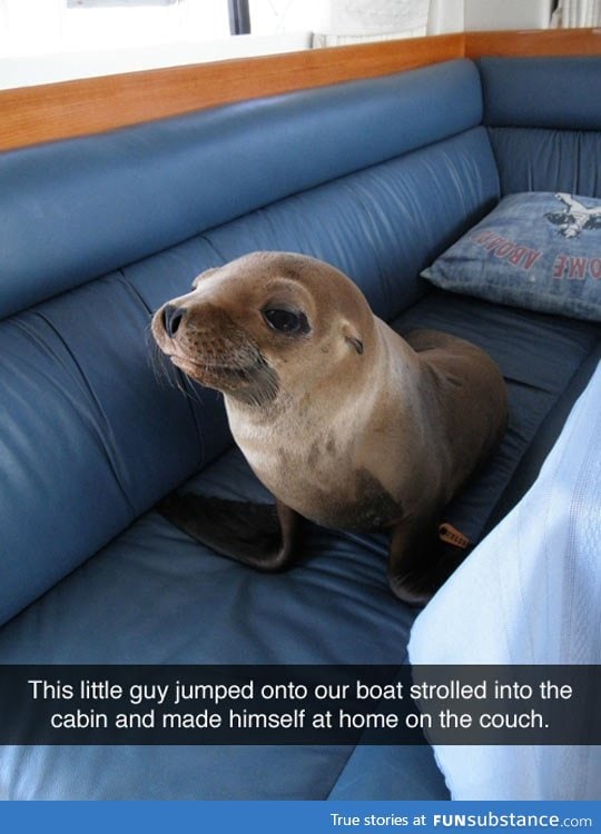 The intruder seal