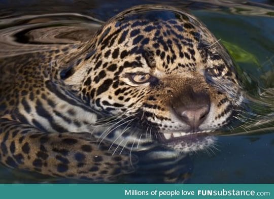 Water surface tension