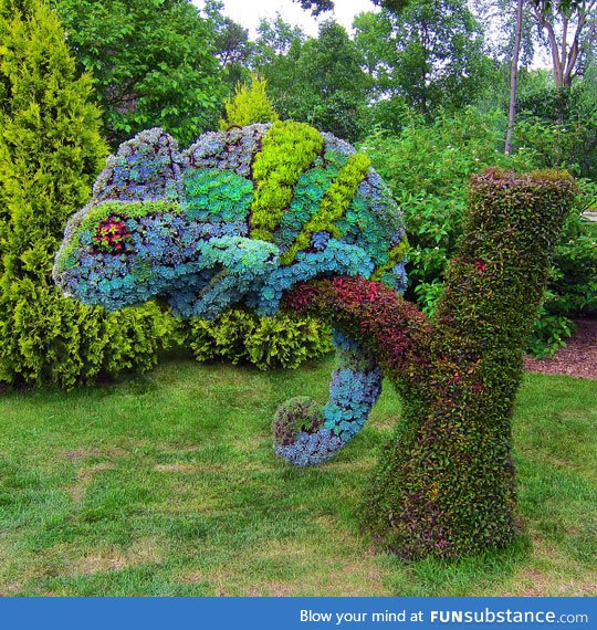 Chameleon topiary