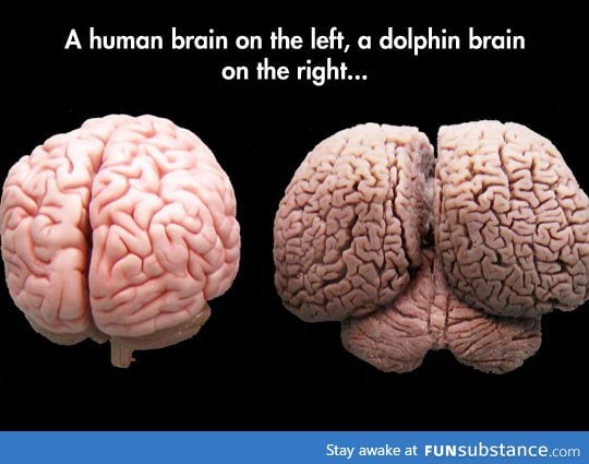 Brain sizes