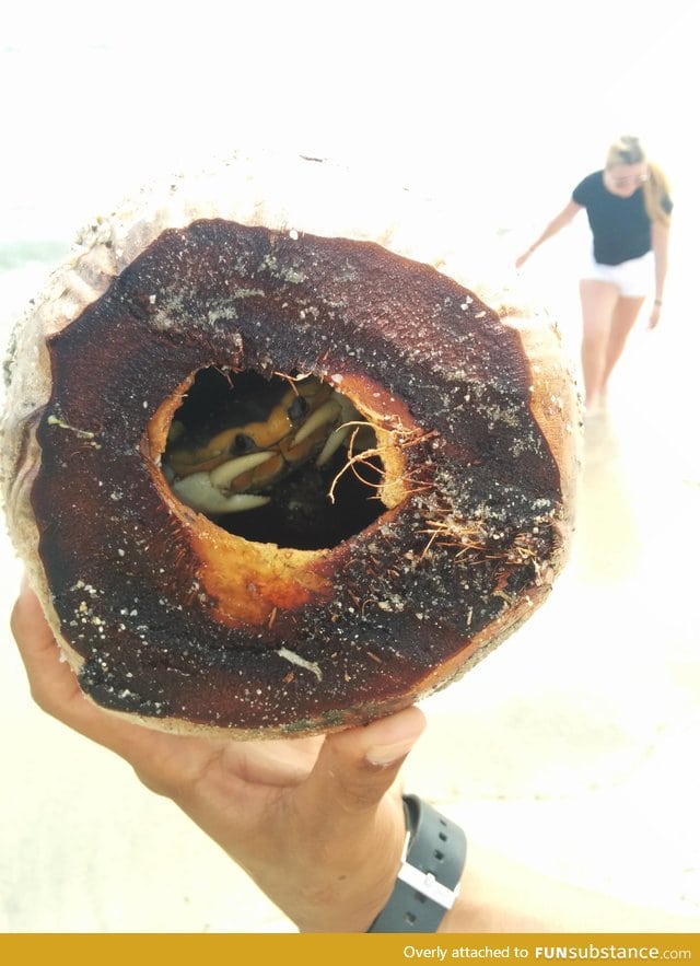 Crab defending himself inside a coconut