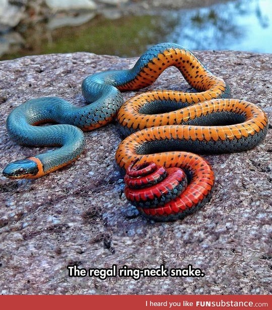 A truly beautiful snake