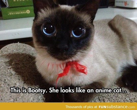Anime cat in real life