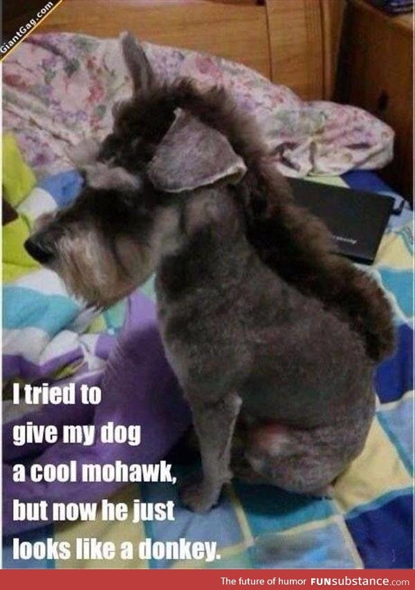 Mohawk dog