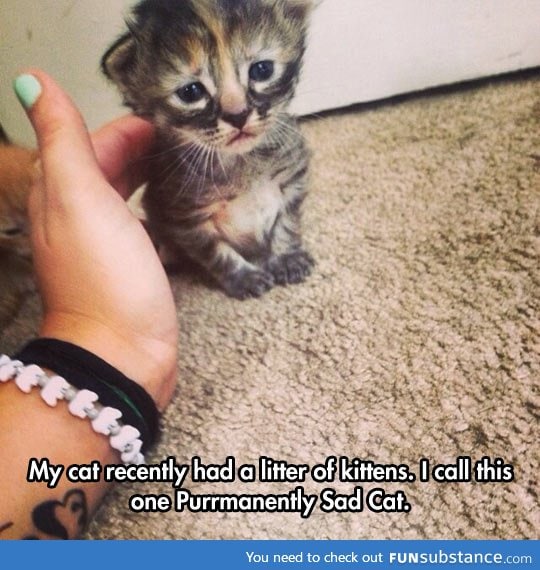 Sad little kitten