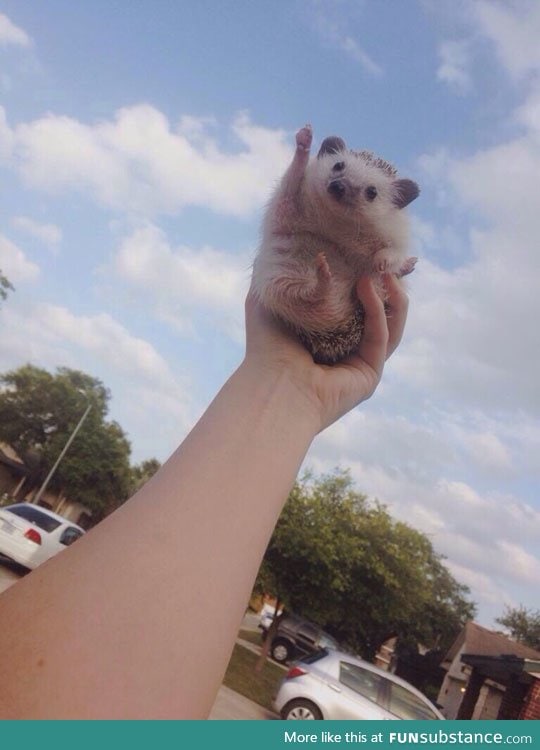 Hedgehog to the sky