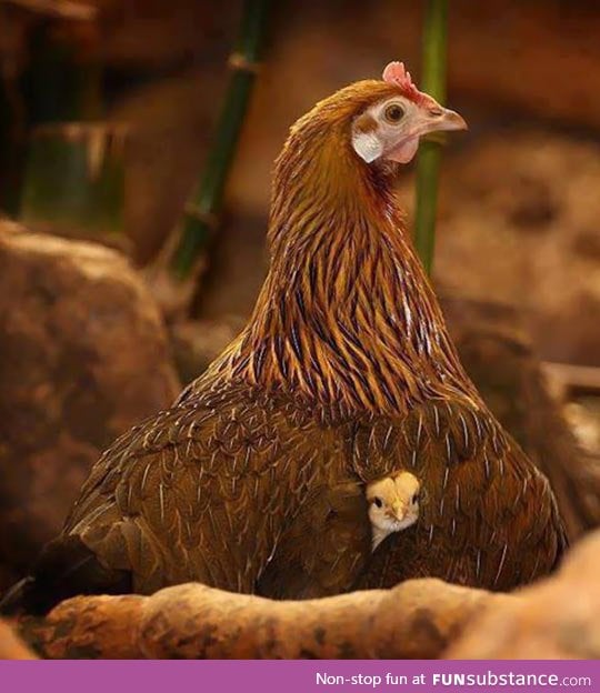 There's nothing quite like a mother's love and protection