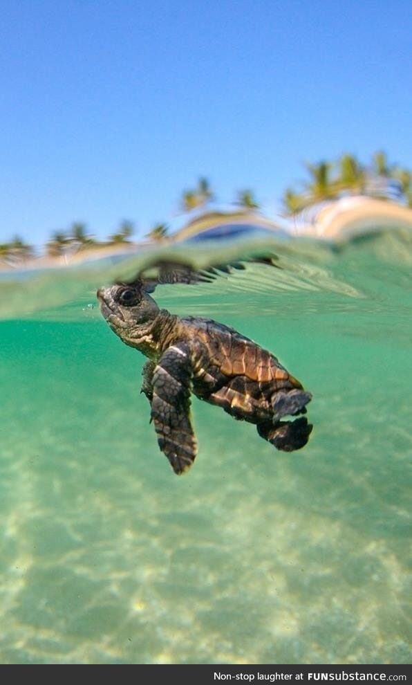 A baby turtle starting a new journey